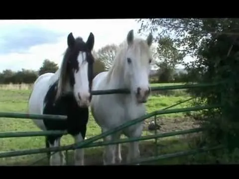 HORSES - Ceffylau, Pferden, Cavallos, Paarden, Chevals - YouTube HORSES - Ceffylau, Pferden, Cavallos, Paarden, Chevals - YouTube