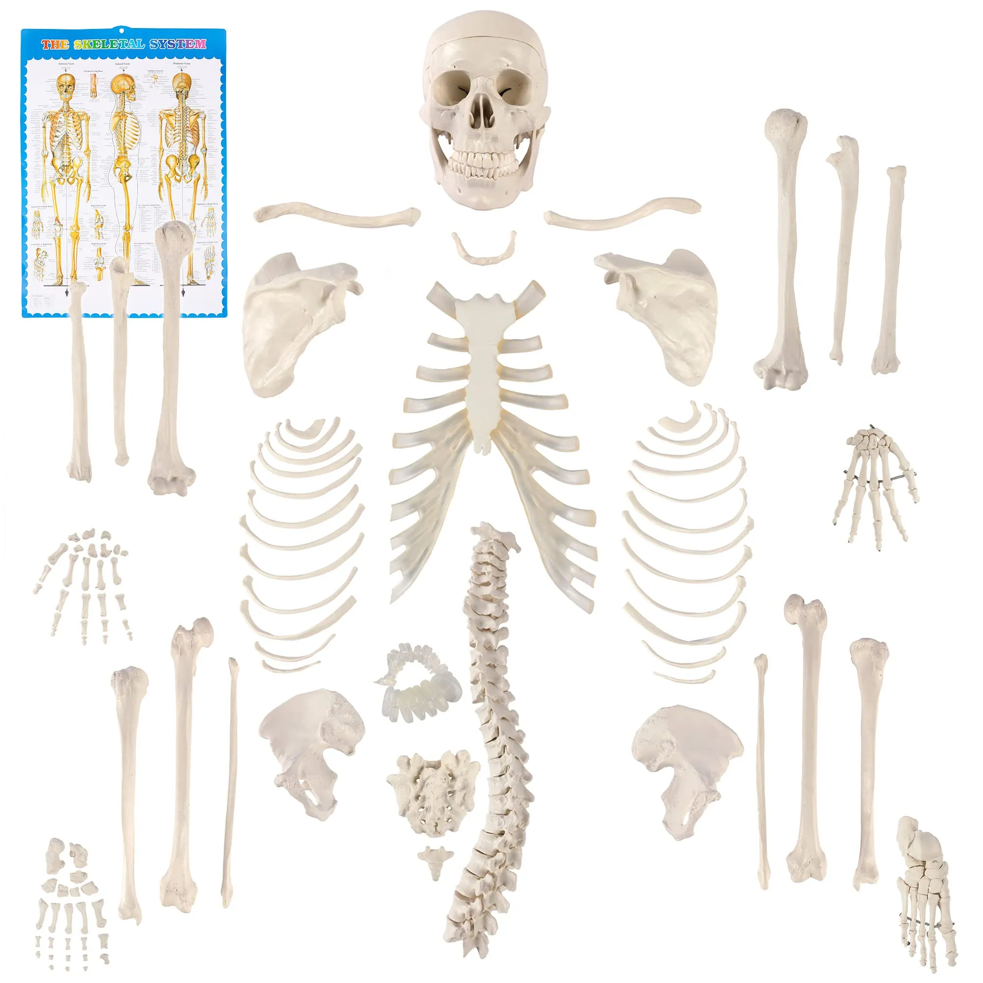 Amazon.com: Houseables Esqueleto humano desarticulado, Modelo anatómico  completo sin ensamblar, tamaño real, 62.2 in de altura, plástico, w/poster,  cráneo, huesos, mano y pie articulados, estudio del sistema esquelético,  educativo : Industrial y