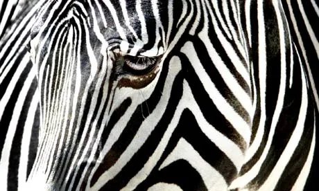 How did the zebra get his stripes? | Environment | theguardian. How did the zebra get his stripes? | Environment | theguardian.