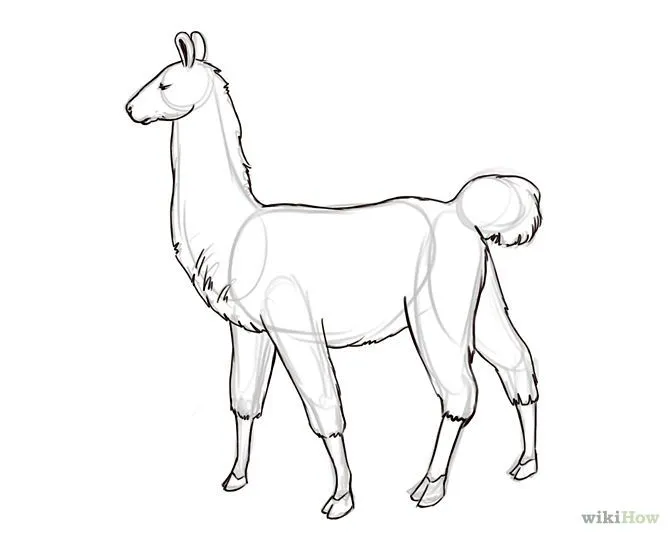 How to Draw a Llama | Llamas, How To Draw and Tattoo Outline How to Draw a Llama | Llamas, How To Draw and Tattoo Outline