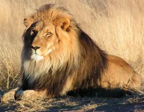 HoyVerde.com: El mundo llora el asesinato del león Cecil