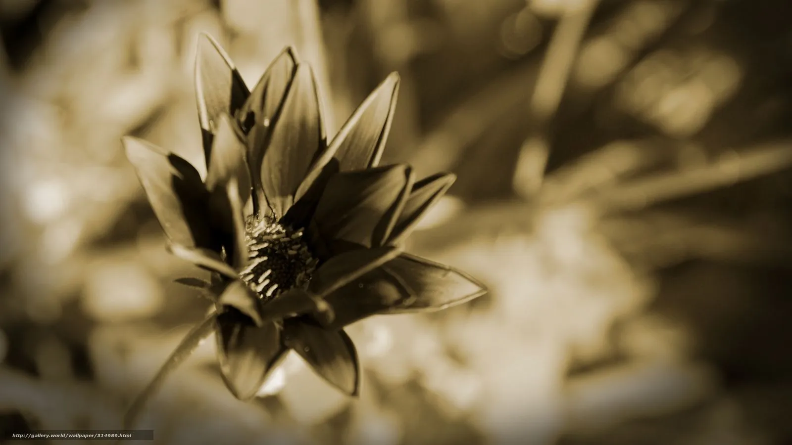 Hq pétalos blanco y negro, flor, 2560x1440 fotos, Imágenes HD y de ... Hq pétalos blanco y negro, flor, 2560x1440 fotos, Imágenes HD y de ...