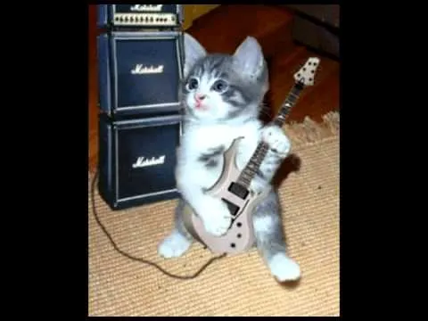 Gatos tocando la guitarra - Imagui