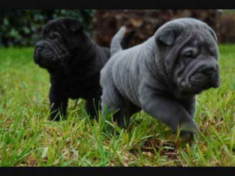 SHAR PEI LOS LEONES AZULES.wmv - YouTube