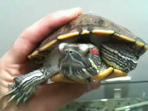 Nombres de tortugas bebés japonesas - Imagui
