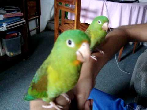 Pericos(Los Niños) Catalnicas El Salvador - YouTube