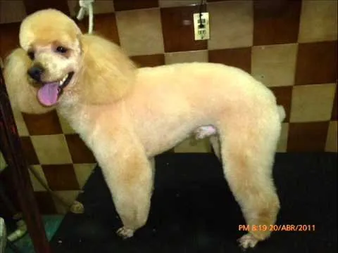 French Poodle Corte de Cordero.wmv - YouTube