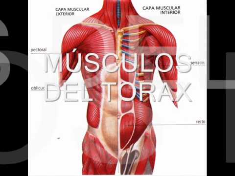 El sistema muscular y sus partes - Imagui