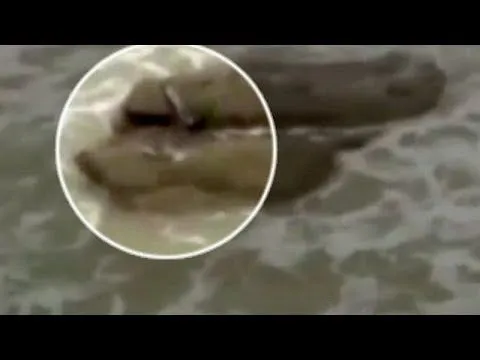 Top 7 Real Mermaid Sightings From Around the World - New Tang ... Top 7 Real Mermaid Sightings From Around the World - New Tang ...