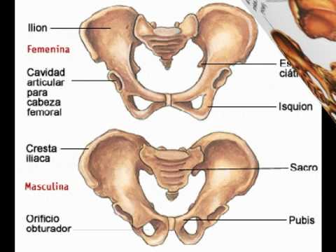 Los huesos del cuerpo humano.mpg - YouTube