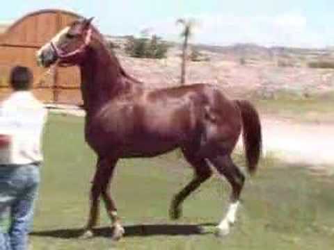 EL CONDE CABALLO EN VENTA RANCHO EL 21 - YouTube EL CONDE CABALLO EN VENTA RANCHO EL 21 - YouTube