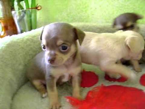 CHIHUAHUEÑOS CACHORRITOS DE UN MAES NACIDOS EL 16 DE SEPTIEMBRE ...