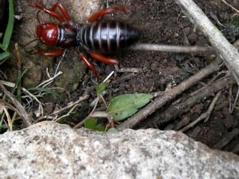 Imagenes de arañas cara de niño - Imagui
