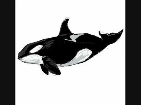Como dibujar una ballena asesina orca - Dibujos de animales - YouTube Como dibujar una ballena asesina orca - Dibujos de animales - YouTube