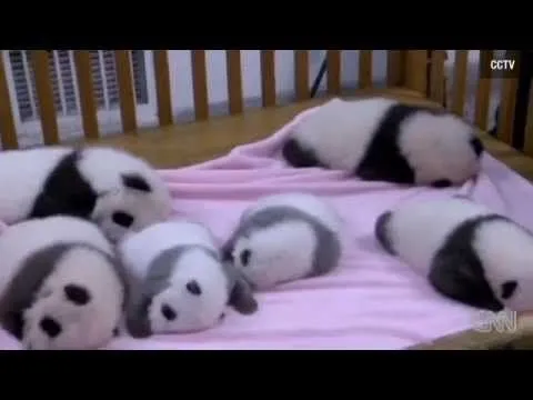 Presentan a siete bebés pandas más tiernos del mundo - YouTube Presentan a siete bebés pandas más tiernos del mundo - YouTube