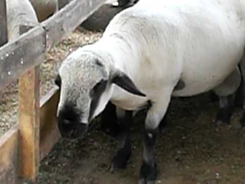 SEMENTAL OVINO HAMPSHIRE - YouTube