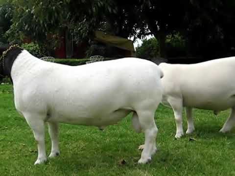 Borregos dorper - Campeones de Expo pecuaria internacional de ...