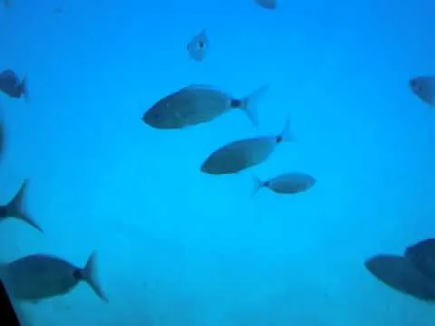 Videos de sirenas reales de mar vivas - Imagui Videos de sirenas reales de mar vivas - Imagui