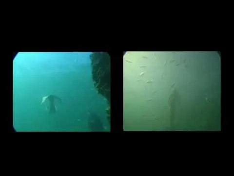 El extraordinario caso de las "sirenas reales" | Ciencia curiosa ... El extraordinario caso de las "sirenas reales" | Ciencia curiosa ...