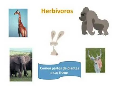 Clasificación de animales según su alimentación - YouTube Clasificación de animales según su alimentación - YouTube