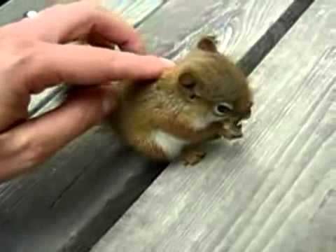 UN BEBE ARDILLA! - YouTube