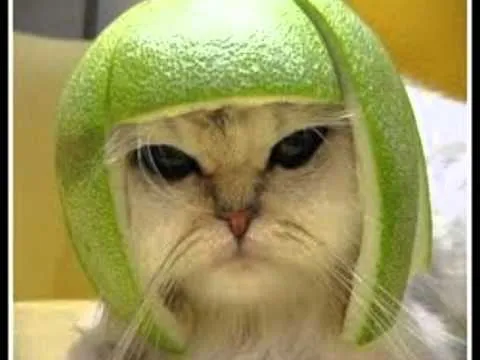 los gatos mas tiernos del mundo - YouTube