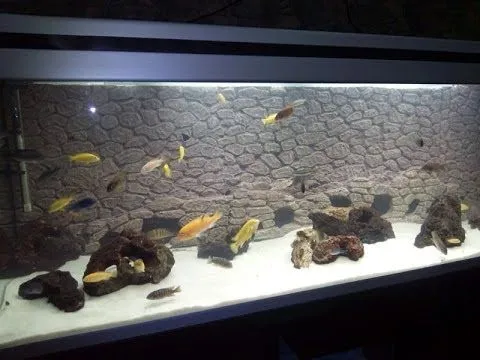Fondo acuario rocoso 3d con cuevas con entradas - YouTube Fondo acuario rocoso 3d con cuevas con entradas - YouTube