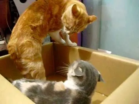 Gatos peleando por caja - YouTube