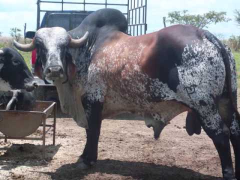 Dibujos de toros cebu - Imagui