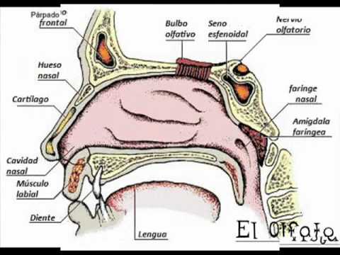 Organos de los sentidos su dibujo - Imagui