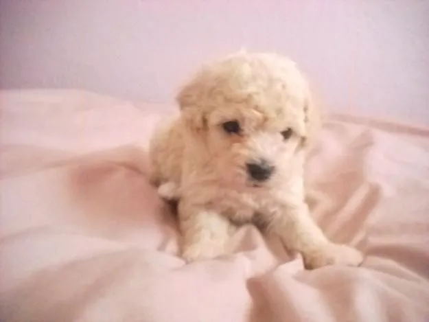 Perritos french poodle en venta - Imagui