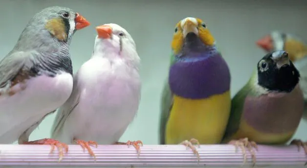 HRZR_aves_silvestres44.jpg