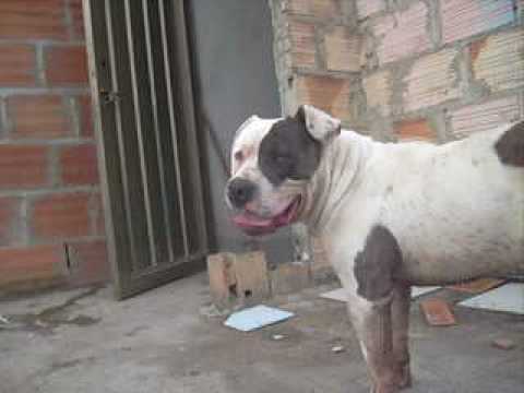 http://pitbullcolombia.blogspot.com Criadero Kattam Pit Bull - YouTube http://pitbullcolombia.blogspot.com Criadero Kattam Pit Bull - YouTube