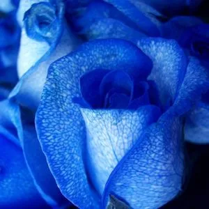 http://rosas.florpedia.com/images/fotos-rosas-azules-p.jpg