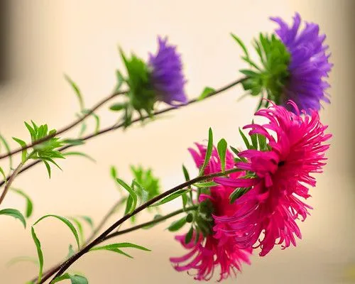 Hudson Gallery: Wallpaper De Flores