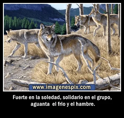 LA HUELLA DEL LOBO IBÉRICO: Lobos y Frases