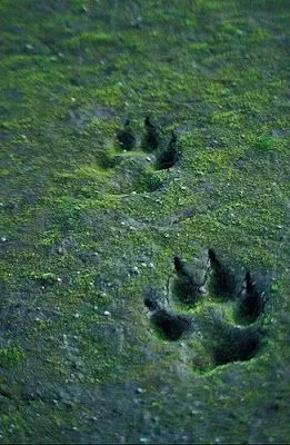 Huellas de lobo