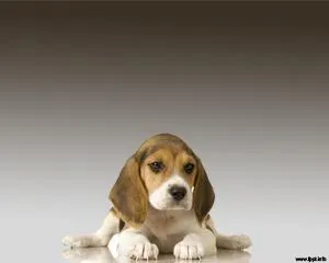 Huellas de Perro PowerPoint Plantilla | Plantillas-Powerpoint.com Huellas de Perro PowerPoint Plantilla | Plantillas-Powerpoint.com