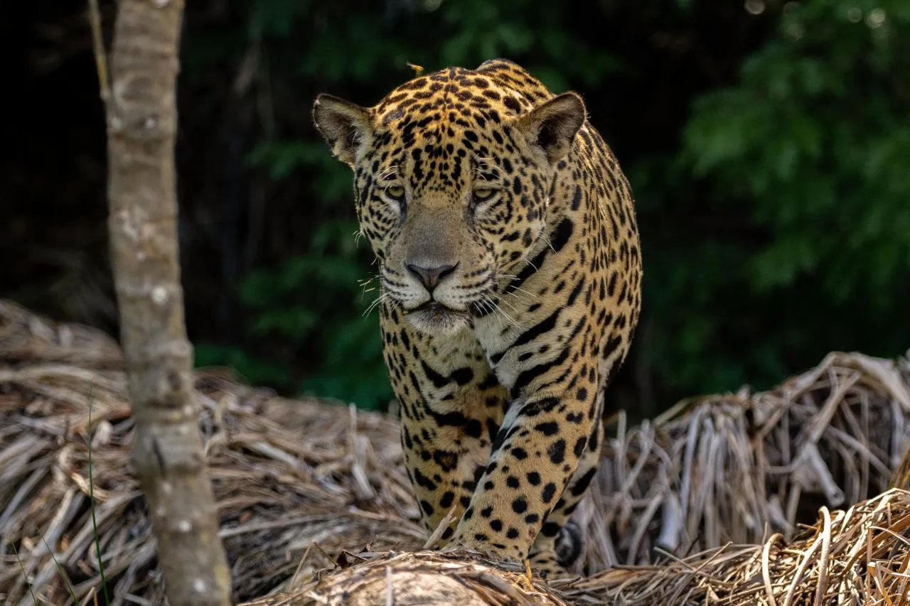 Nuevas huellas de yaguareté en el Parque Nacional El Impenetrable