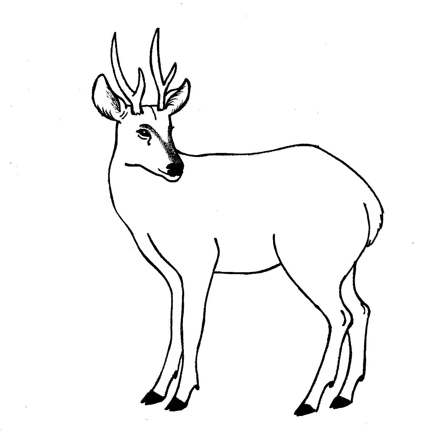 Huemul para pintar colorear - Imagui