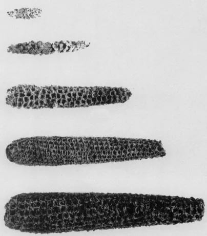 El Huerto Evolutivo (4): Del teocinte / teosinte al maíz. La ...