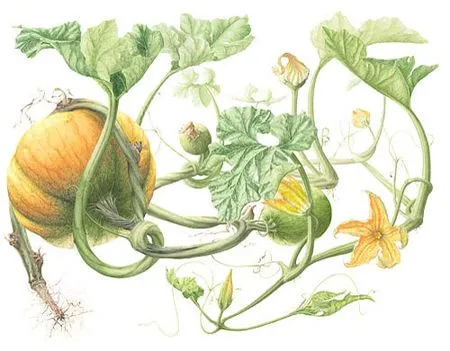 Huerto familiar – Cultivo de la calabaza « Felix Maocho Huerto familiar – Cultivo de la calabaza « Felix Maocho