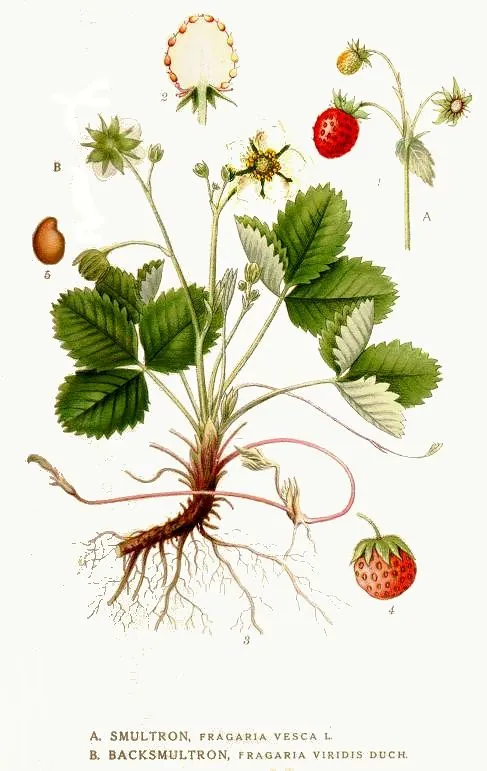 Huerto Familiar – Cultivo de fresa y fresón « Felix Maocho Huerto Familiar – Cultivo de fresa y fresón « Felix Maocho