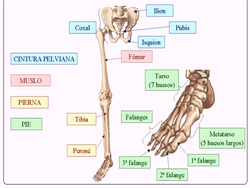 hueso_extremidad_inferior[1].png