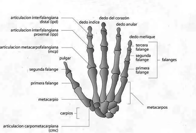 hueso_mano.jpg