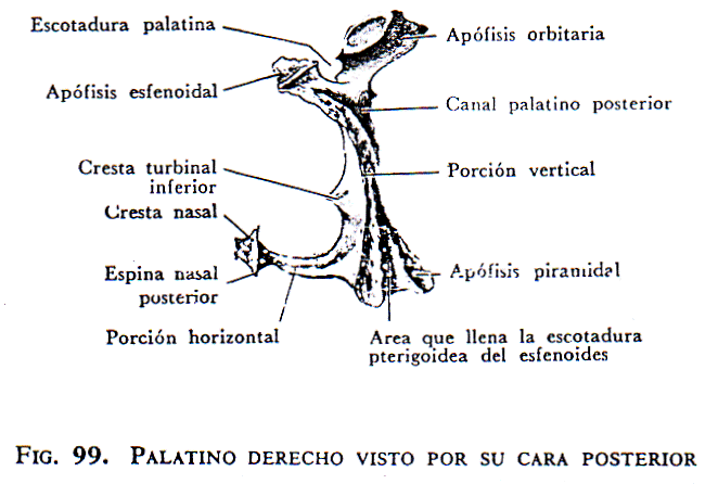 Huesos de la cara (página 2) - Monografias. Huesos de la cara (página 2) - Monografias.