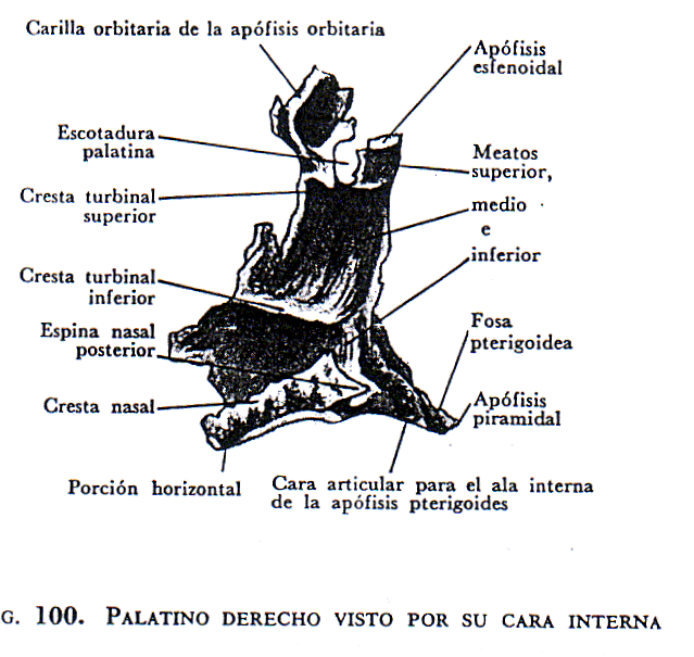 Huesos de la cara (página 2) - Monografias. Huesos de la cara (página 2) - Monografias.