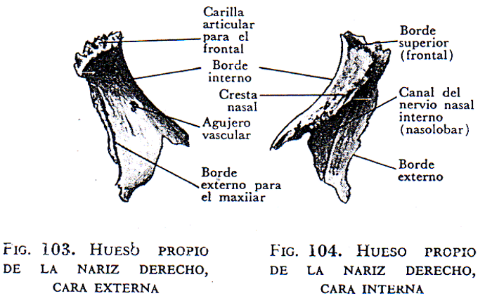 Huesos de la cara (página 2) - Monografias.com