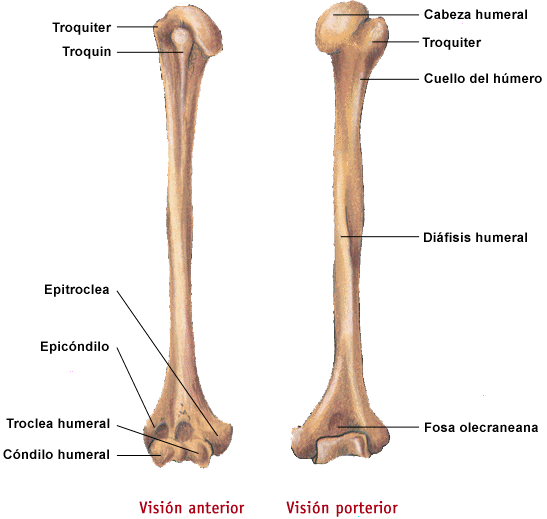 Los huesos cortos del cuerpo humano - Imagui Los huesos cortos del cuerpo humano - Imagui