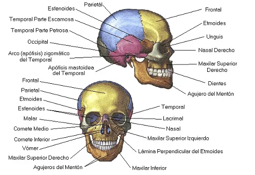 HueSos Del cRanEo y la CaRa | SisTemAs Del CuerpO HumAno BloG'S...